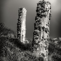 Buy canvas prints of Lichen Stumps by Robin Hart-Jones