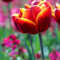 Buy canvas prints of Tulip by phillip murphy