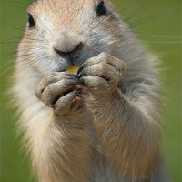 Buy canvas prints of Funny Wild Adult Prairie Dog eating corn by Lloyd Fudge