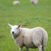 Buy canvas prints of Sheep standing in field by Lloyd Fudge