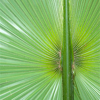 Buy canvas prints of large palm leaf by Lloyd Fudge