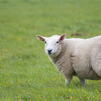 Buy canvas prints of Sheep in field by Lloyd Fudge