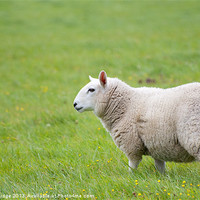Buy canvas prints of sheep standing in field by Lloyd Fudge