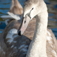 Buy canvas prints of young cygnet on water by Lloyd Fudge
