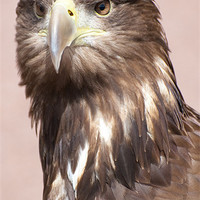 Buy canvas prints of Large scottish sea eagle by Lloyd Fudge