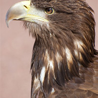 Buy canvas prints of profile of sea eagle by Lloyd Fudge