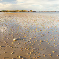 Buy canvas prints of worms emerging on Lossiemouth beach by Lloyd Fudge