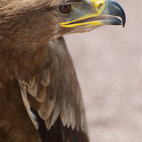 Buy canvas prints of Golden Eagle about to take off by Lloyd Fudge