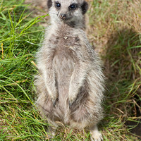Buy canvas prints of meerkat sat down in the grass by Lloyd Fudge