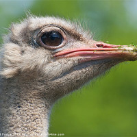 Buy canvas prints of profile of ostrich by Lloyd Fudge