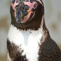 Buy canvas prints of small penguin by Lloyd Fudge