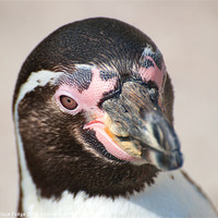 Buy canvas prints of close in view of adult penguin by Lloyd Fudge