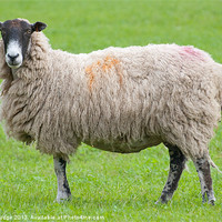 Buy canvas prints of adult sheep stood in field by Lloyd Fudge