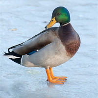 Buy canvas prints of male mallard duck standing on frozen pond by Lloyd Fudge