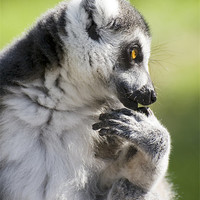 Buy canvas prints of ringed tailed lemur profile by Lloyd Fudge