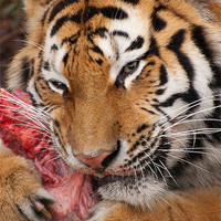 Buy canvas prints of adult tiger with kill by Lloyd Fudge