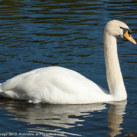 Buy canvas prints of large swan on water by Lloyd Fudge