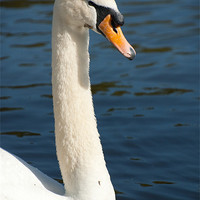 Buy canvas prints of adult swan on the water by Lloyd Fudge