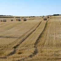 Buy canvas prints of Bailed hay in field by Lloyd Fudge