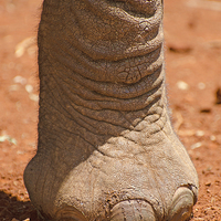 Buy canvas prints of large elephant foot by Lloyd Fudge