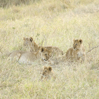 Buy canvas prints of four lion cubs in grass by Lloyd Fudge