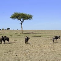 Buy canvas prints of wildebeest on the masi mari by Lloyd Fudge