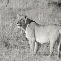 Buy canvas prints of lioness in the masi mari by Lloyd Fudge
