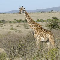 Buy canvas prints of giraffe in the bush in the masi mari by Lloyd Fudge