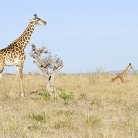 Buy canvas prints of two giraffes on the grasslands of africa by Lloyd Fudge