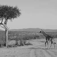 Buy canvas prints of giraffe on the grasslands of Africa by Lloyd Fudge