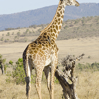 Buy canvas prints of giraffe in kenya by Lloyd Fudge
