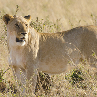 Buy canvas prints of Lioness on the grasslands of africa by Lloyd Fudge