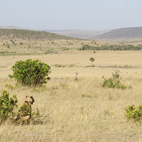 Buy canvas prints of lioness looking out over the grasslands of africa by Lloyd Fudge
