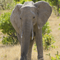 Buy canvas prints of Elephant in africa by Lloyd Fudge