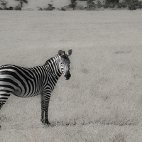 Buy canvas prints of zebra on the grasslands of Kenya by Lloyd Fudge