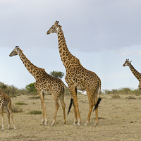 Buy canvas prints of Giraffe family in Africa by Lloyd Fudge