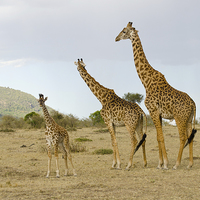 Buy canvas prints of Giraffe family of three by Lloyd Fudge