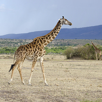 Buy canvas prints of Wild female adult giraffe by Lloyd Fudge