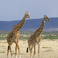 Buy canvas prints of male and female giraffes by Lloyd Fudge