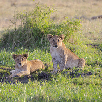 Buy canvas prints of Two lion cubs at small watering hole by Lloyd Fudge