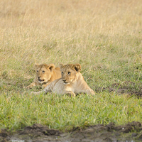 Buy canvas prints of Wild lions near watering hole by Lloyd Fudge