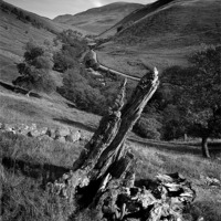 Buy canvas prints of Tree stump, Glen Tilt by David Brown