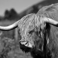 Buy canvas prints of Highland Cattle V2 by David Brown