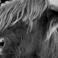 Buy canvas prints of Highland Cattle V7 by David Brown