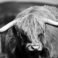 Buy canvas prints of Highland Cattle V10 by David Brown