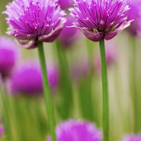 Buy canvas prints of Double Chives by David Brown