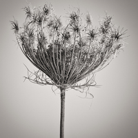 Buy canvas prints of Seed Head in Copper by David Brown