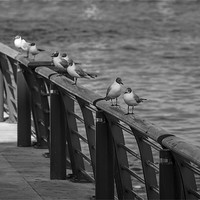 Buy canvas prints of Gulls on film by Steven Purcell