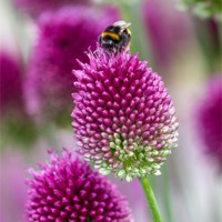 Buy canvas prints of Landing Pad Allium Gladiator by Steven Purcell