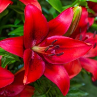 Buy canvas prints of Fire Lilly by Steven Purcell